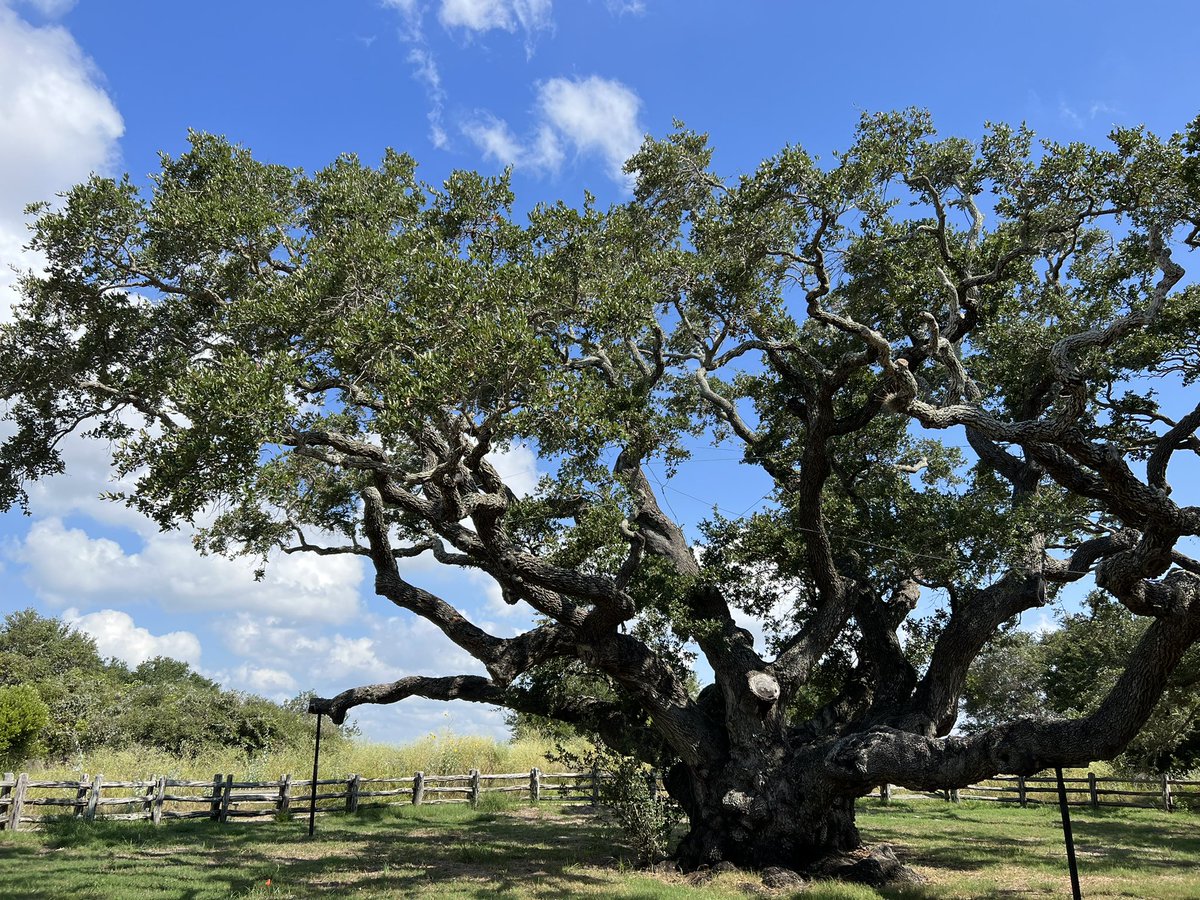 SergioChapa's tweet photo. 👋 Say hello to the oldest tree in Texas. An oak nicknames the "Big Tree" at Goose Island State Park is believed to be more than 1,000 years old. #TXStateParks #TXHighways #CCTX https://t.co/9ra0aeBSNd