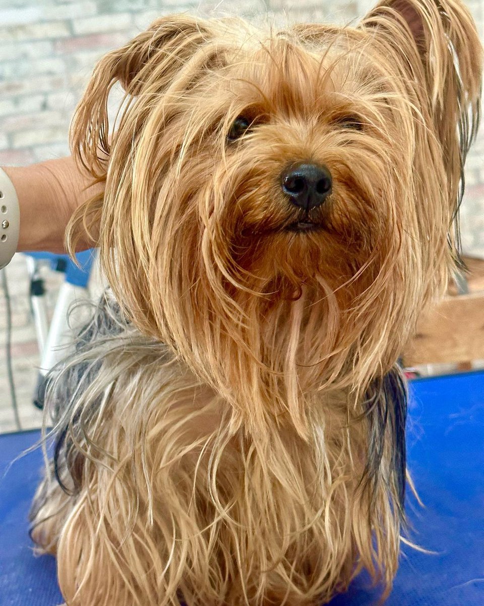 AndisGrooming's tweet photo. After ➡️ before! #ANDISGROOMING Educator @joyceoliveirapetcare created this transformation with the help of #ANDISGROOMING tools. ✨
#GroomingTransformation #YorkshireTerrier
https://t.co/bN0lB2ogW9 https://t.co/JGIXzYEWUI
