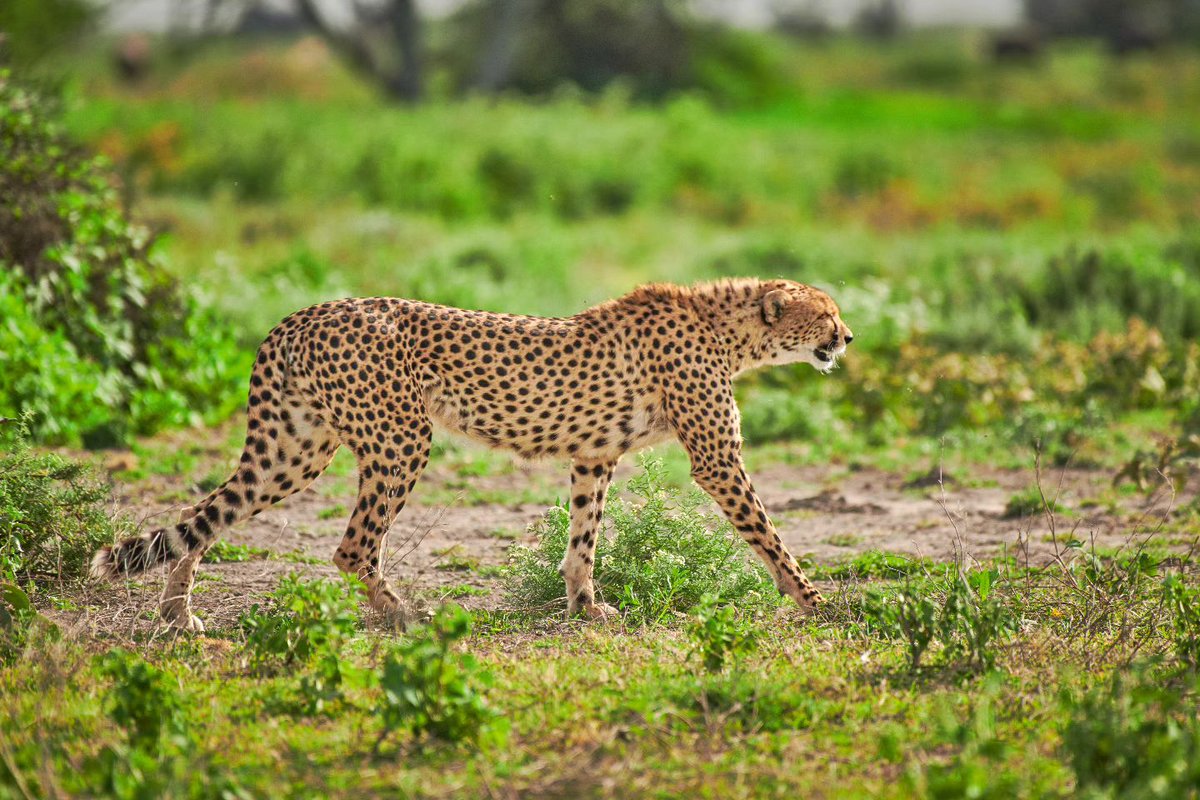 A lonely walk | Ndutu | Tanzania
#cheetah #ndutu #wildlife #bigcats #bownaankamal #big5 #cheetahs #tanzaniasafari