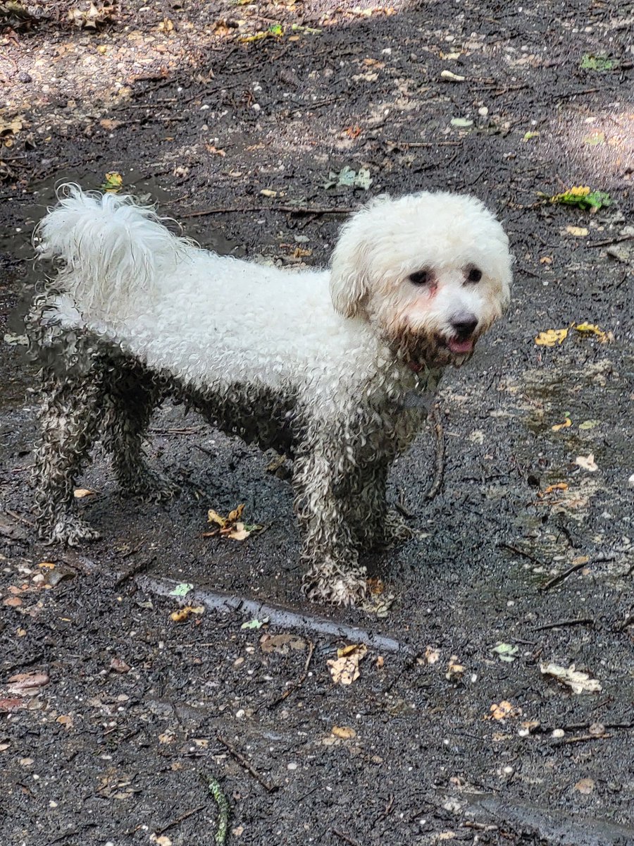 JackTrends's tweet photo. Happy Dog Days to everyone

Feel Free to tag your own 4 legged friends  
#InternationalDogDay #DragRaceFrance #فاطمة_المؤمن #TrumpMugShot #blackout #SmartFIBA #TrumpArrest #CeltaRealMadrid #Fiji #etsysale #dogs #like4like #followback #share #retweet https://t.co/dzuHuoKfa5