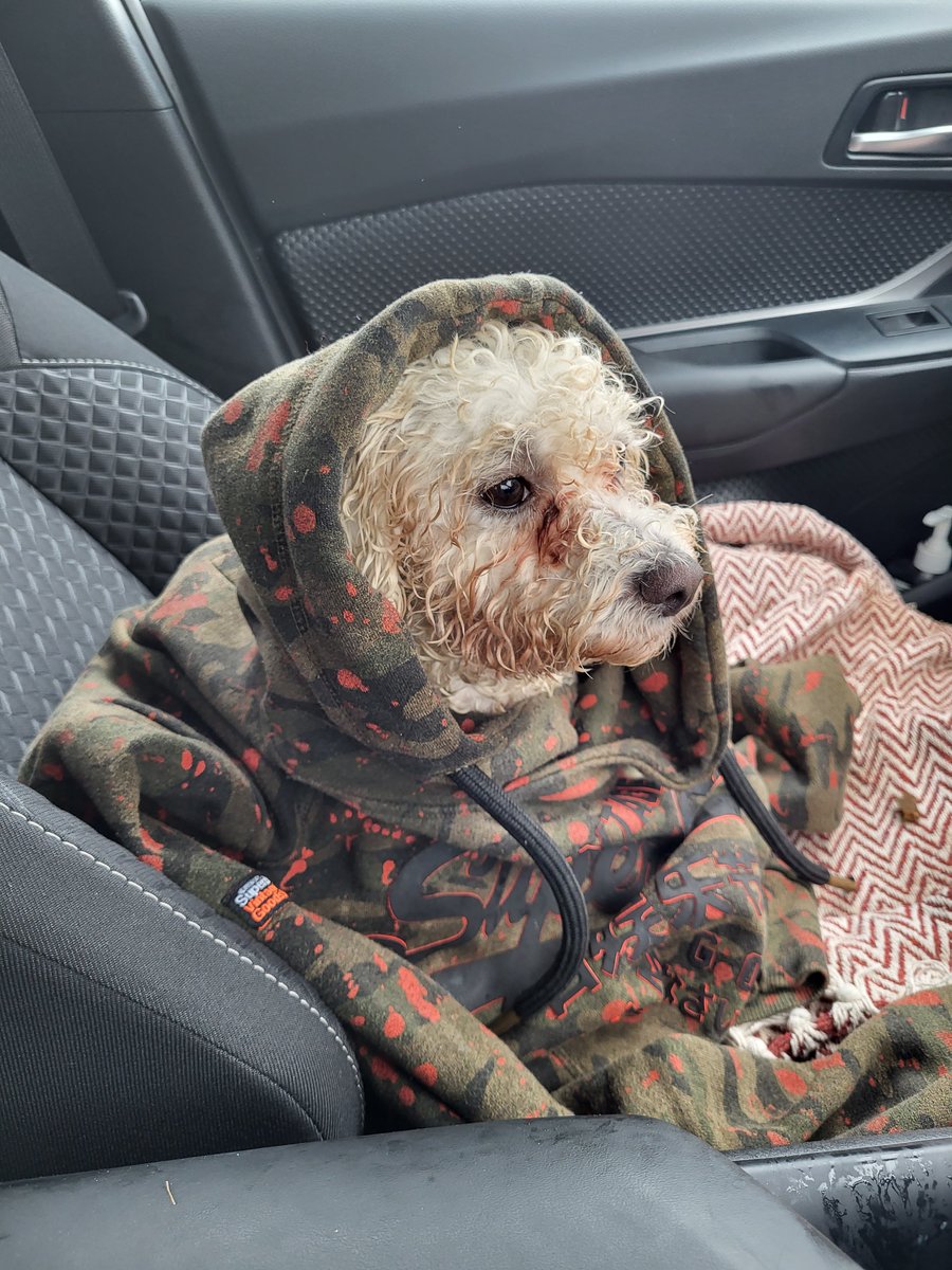 JackTrends's tweet photo. Happy Dog Days to everyone

Feel Free to tag your own 4 legged friends  
#InternationalDogDay #DragRaceFrance #فاطمة_المؤمن #TrumpMugShot #blackout #SmartFIBA #TrumpArrest #CeltaRealMadrid #Fiji #etsysale #dogs #like4like #followback #share #retweet https://t.co/dzuHuoKfa5