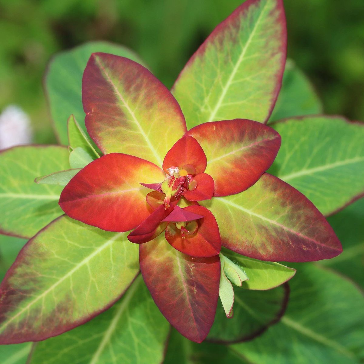 jason_nge's tweet photo. Euphorbia griffithii (#Euphorbiaceae) with attractive red foliage subtending the small inflorescences. This species is endemic to Central Himalaya and South central China.
#Euphorb #Euphorbia #EuphorbiaGriffithii #ChinaFlora #ChineseFlora #Sichuan #SichuanFlora #alpineflora https://t.co/3LfKbskSnz