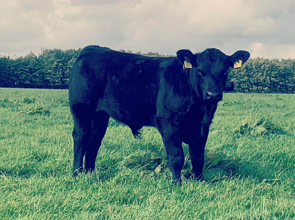 farmergileslane's tweet photo. Proper Angus head. 😍
#RosslayneAngus
#Grasstobeef
#MaternalsMatter
#Nocreep https://t.co/ofGxuO3AVK