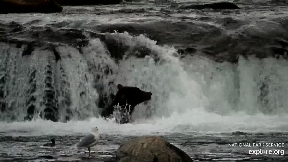 Michell24469474's tweet photo. Bear 164 Bucky Dent's magical fishing spot
Looks like he is the perfect spot to see the salmon with water falling either side of him.
Riffles Cam
8/26/2023
@exploreorg 
@FitzIke 
@KatmaiNPS 

https://t.co/yxXuluoeaQ https://t.co/EwUUdYfrbk