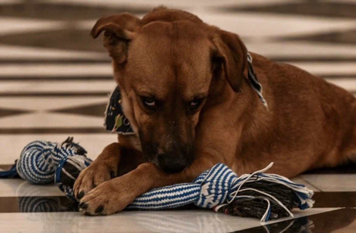 🐶🐾
#InternationalDogDay #παγκοσμιαημερασκυλου #παγκόσμια_ημέρα_σκύλου