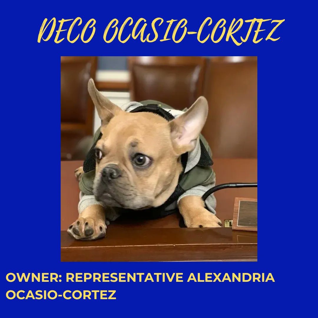 evincocampaigns's tweet photo. Happy National Dog Day to all the good doggos of America! Here's a roundup of some of our favorite #politicalpups in D.C. Did your favorite make the list? Comment below to let us know! https://t.co/ykRxjYuF8j