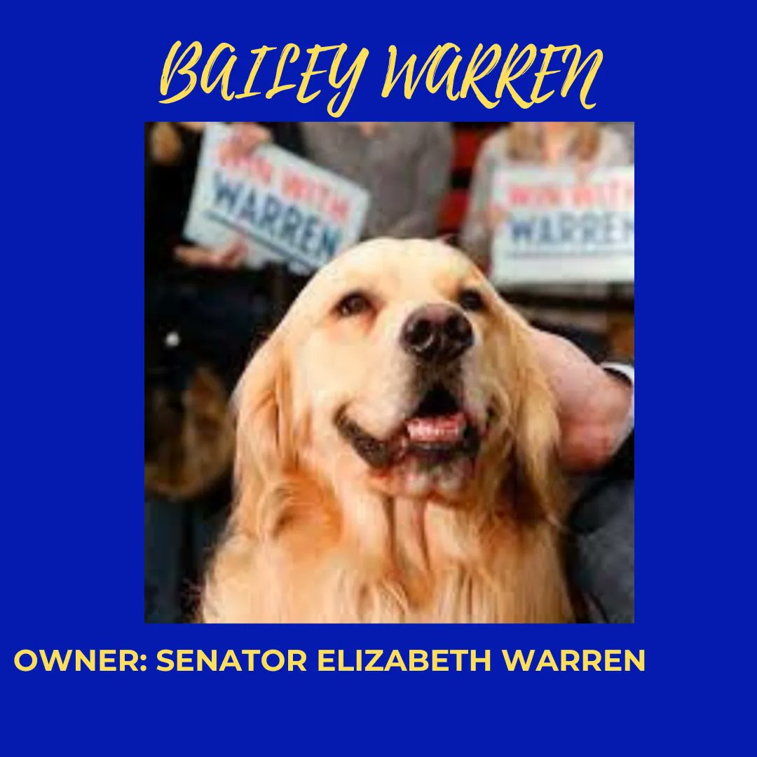 evincocampaigns's tweet photo. Happy National Dog Day to all the good doggos of America! Here's a roundup of some of our favorite #politicalpups in D.C. Did your favorite make the list? Comment below to let us know! https://t.co/ykRxjYuF8j