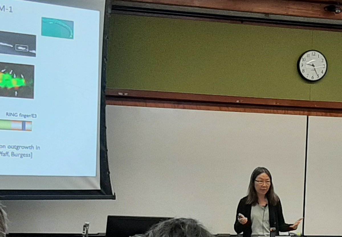 clawedfeet's tweet photo. Yishi Jin told #WCSDB audience her work on worm axonal regeneration. https://t.co/o0ZDpmVDKd