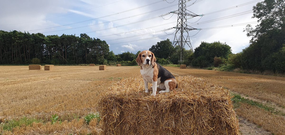 Kidlington's tweet photo. Bails on a bale. 😀#Puppics #Dogs #harvest23 #beagle https://t.co/zTpd3BmV0u
