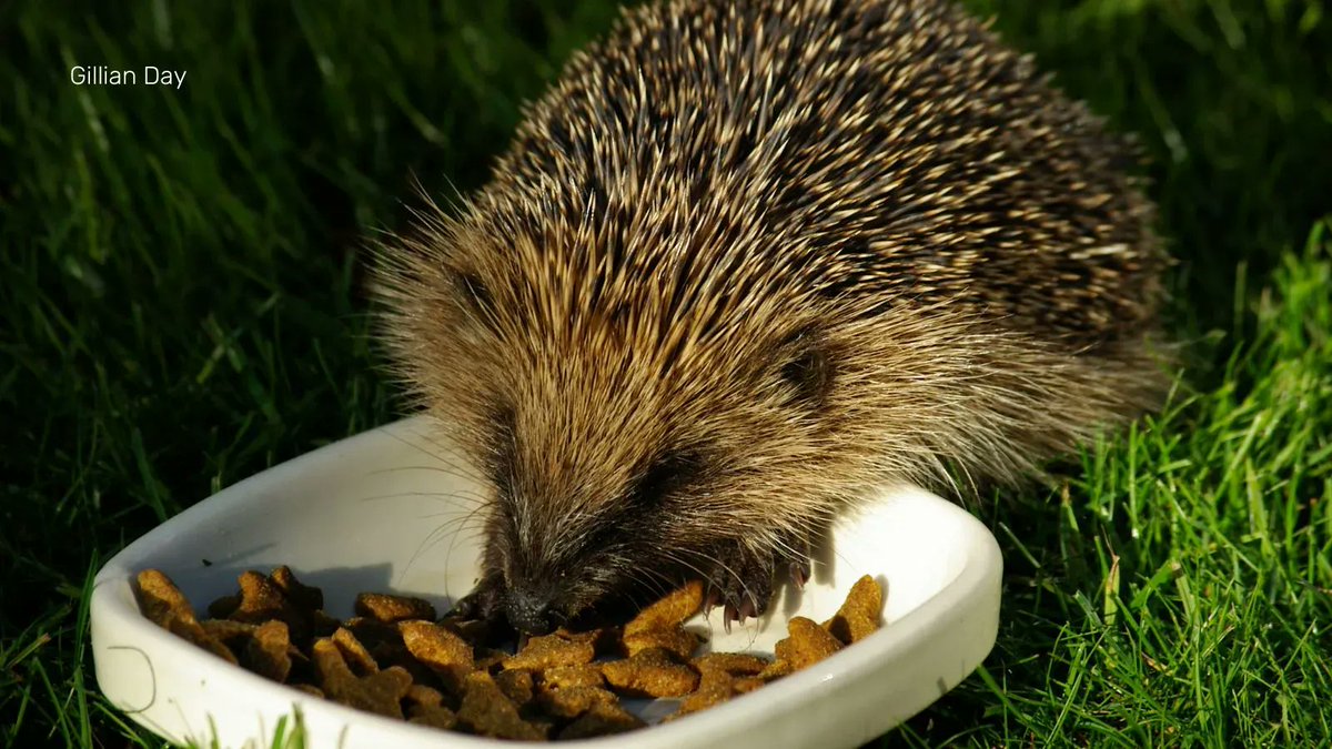 BBOWT's tweet photo. When did you last see a hedgehog in your garden?

Help us help wildlife by taking this two-minute survey: https://t.co/9XloJMAbCc - and get a free wildlife gardening guide as our thank-you. https://t.co/Rr52zbVY9h