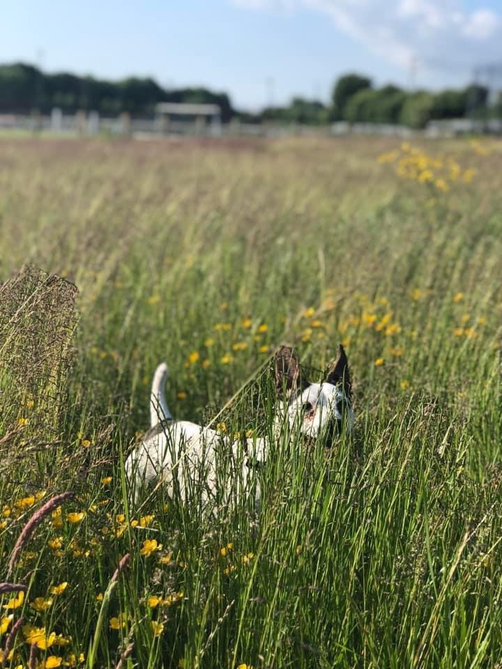 RenfrewCatman's tweet photo. Happy International Dog Day!
Here’s my Nacho, if you have a dog please share your favourite photos below.
you can also get in touch if you are in the lookout for someone to walk your dogs, I’m fully insured and can offer flexible services to suit awkward shifts! https://t.co/g8S3pQkMuc