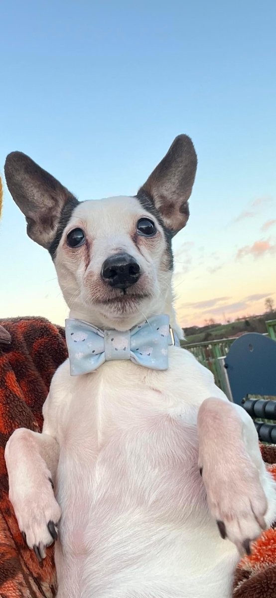 RenfrewCatman's tweet photo. Happy International Dog Day!
Here’s my Nacho, if you have a dog please share your favourite photos below.
you can also get in touch if you are in the lookout for someone to walk your dogs, I’m fully insured and can offer flexible services to suit awkward shifts! https://t.co/g8S3pQkMuc