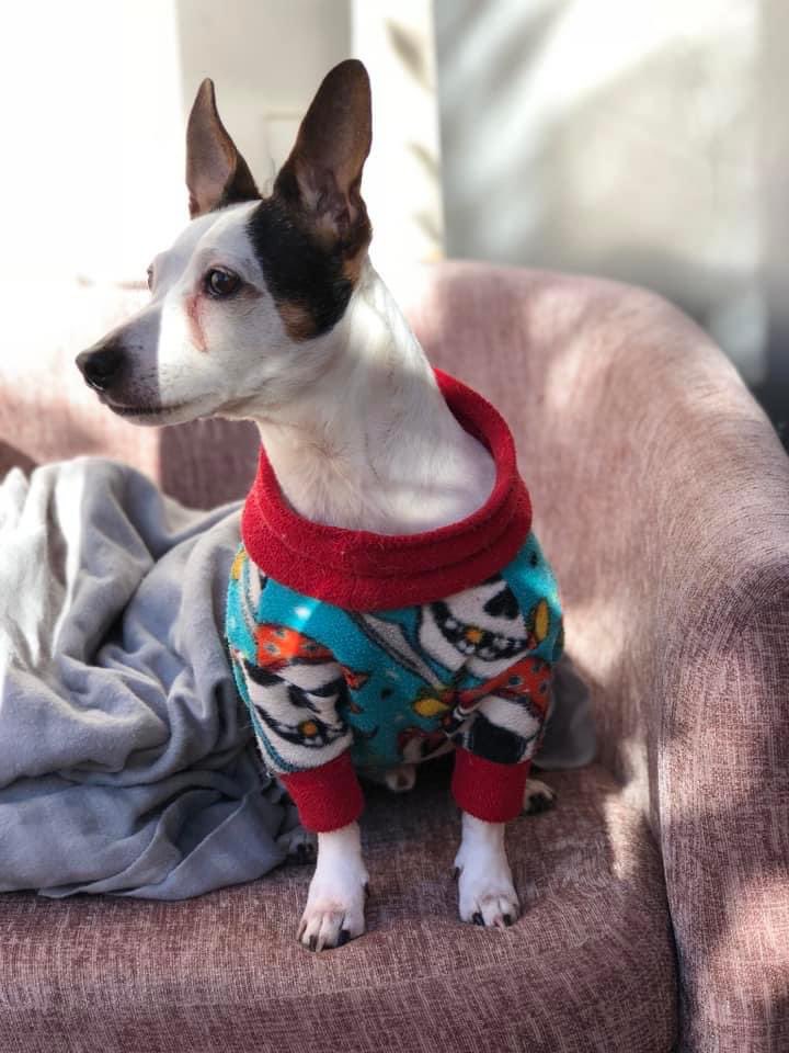 RenfrewCatman's tweet photo. Happy International Dog Day!
Here’s my Nacho, if you have a dog please share your favourite photos below.
you can also get in touch if you are in the lookout for someone to walk your dogs, I’m fully insured and can offer flexible services to suit awkward shifts! https://t.co/g8S3pQkMuc