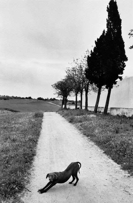 .... Josef Koudelka 
#JourneeMondialeDuChien