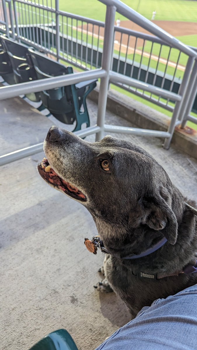 ProfessorsCat's tweet photo. #PhotoChallenge2023August
Day 26: #NationalDogDay
I am currently tormenting all the cats I am visiting - Hope, Jethro, Izzy and Mojito. I got to go to a ballgame with their hoomans. Life is good - Gigi
#GigiTheBaseballDog
#ImOnFacebook #DogsOfX https://t.co/9Nrb5P73wJ