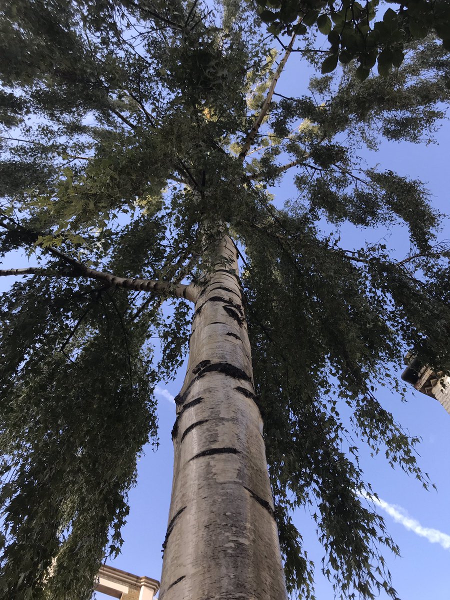 treeruss's tweet photo. I do like Swedish Birch as a #StreetTree. All but native, elegantly compact, architectural pendulus form, gorgeous bark and I haven’t even mentioned the leaves yet.

#TreeSelection #GoodStreetTreeS
#HackneyTrees #DalstonTrees #Treeruss https://t.co/MJXYHydWJo