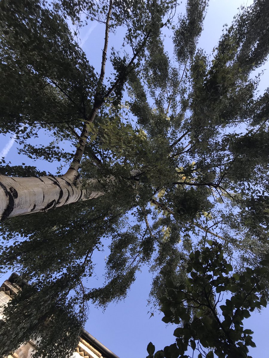 treeruss's tweet photo. I do like Swedish Birch as a #StreetTree. All but native, elegantly compact, architectural pendulus form, gorgeous bark and I haven’t even mentioned the leaves yet.

#TreeSelection #GoodStreetTreeS
#HackneyTrees #DalstonTrees #Treeruss https://t.co/MJXYHydWJo