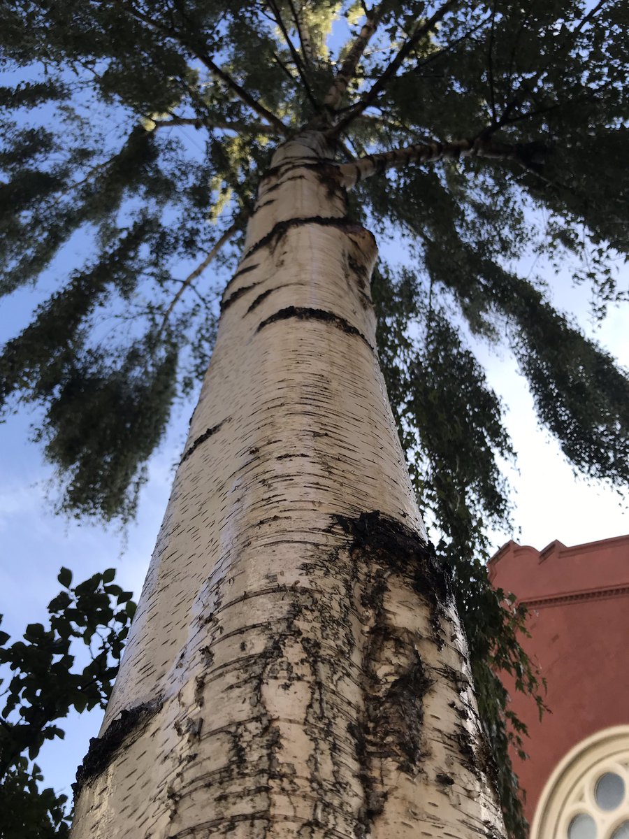 treeruss's tweet photo. I do like Swedish Birch as a #StreetTree. All but native, elegantly compact, architectural pendulus form, gorgeous bark and I haven’t even mentioned the leaves yet.

#TreeSelection #GoodStreetTreeS
#HackneyTrees #DalstonTrees #Treeruss https://t.co/MJXYHydWJo