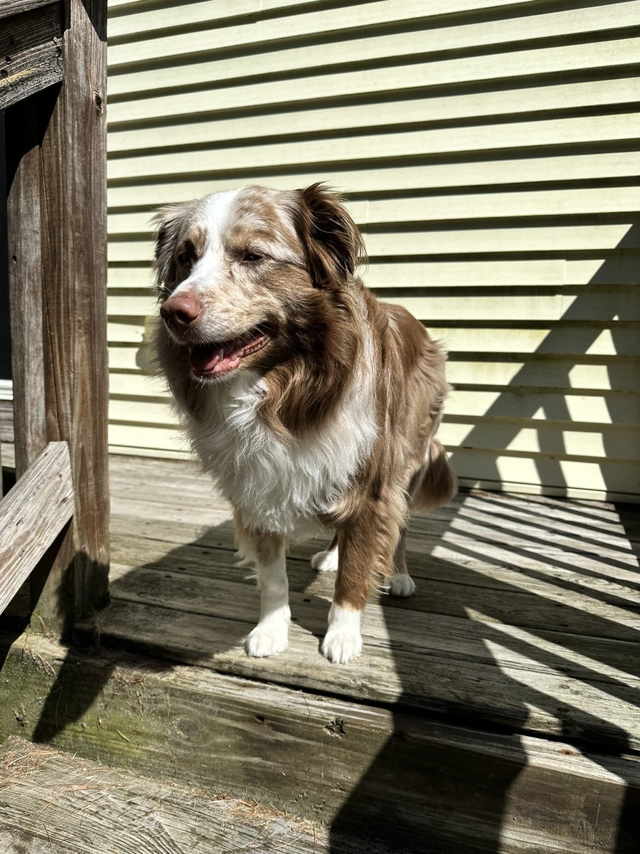 Happy International Dog Day! 
🐾🩵💙
 #australianshepherds #australianshepherdsoftwitter