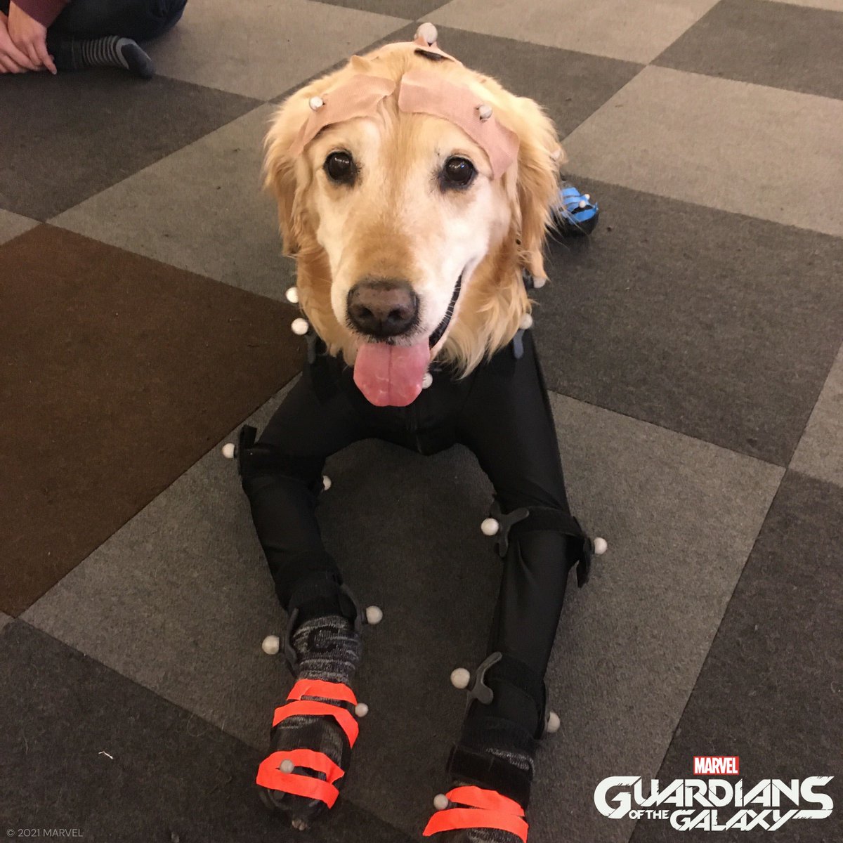 EidosMontreal's tweet photo. On #NationalDogDay, we celebrate all good boys and girls, and especially Diego and Greta, who did a paw-mazing as mocap actors to play Cosmo and his puppies in @GOTGTheGame https://t.co/JITBlvkKmt