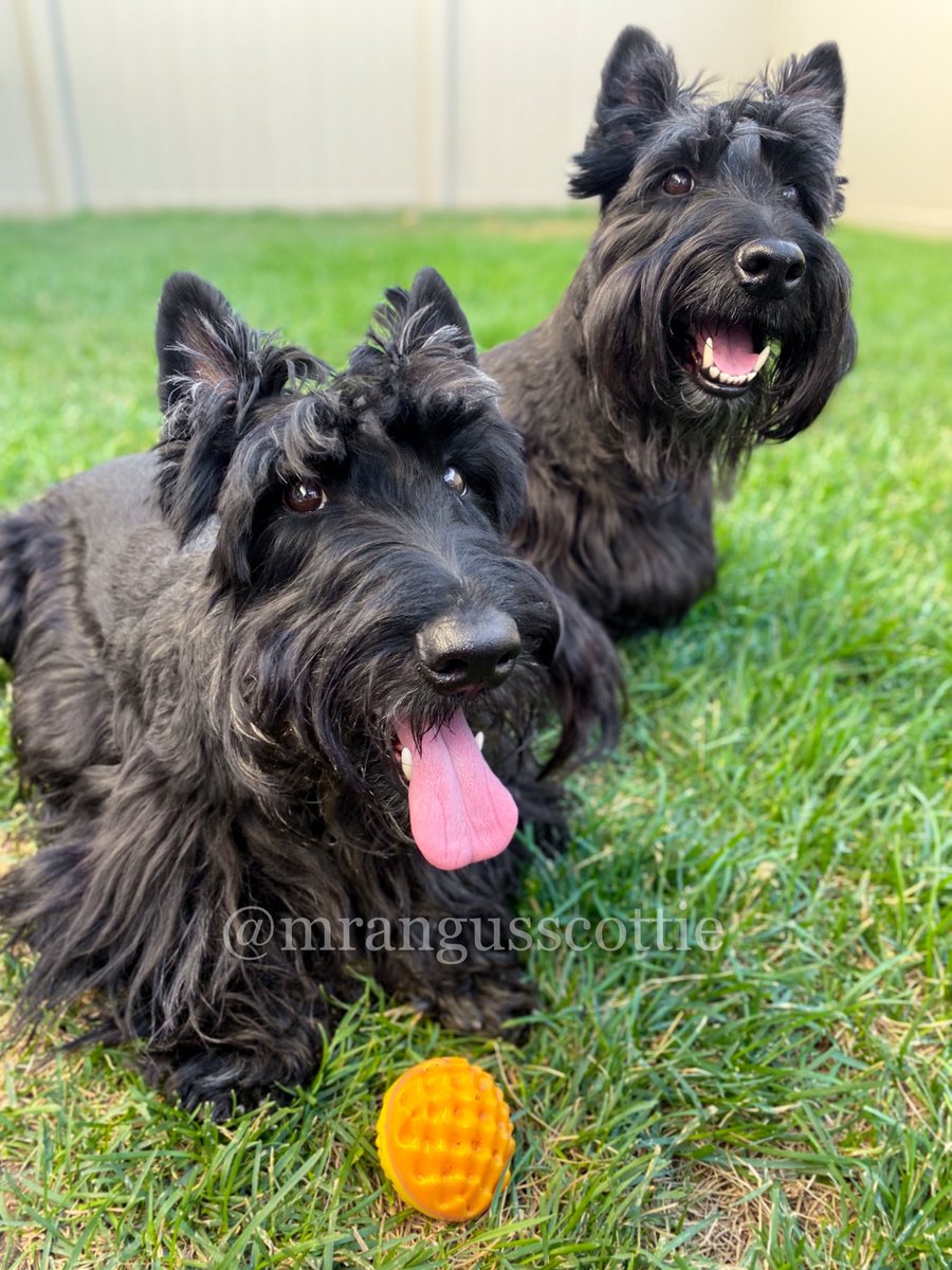 Happy #InternationalDogDay from the two goodest boys!