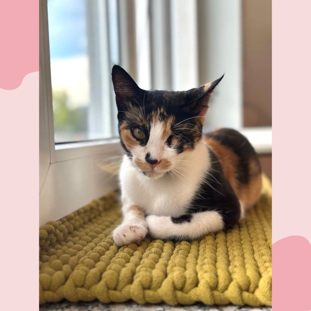 Katzerlei's tweet photo. Ein schönes Wochenende euch allen ♥️😊

Die süße Frieda macht es sich auf ihrer großen Fensterbankmatte bequem 💚

https://t.co/kIFB0Y7yq7

#katze #katzenauftwitter #cats https://t.co/L3LBqrI5Me