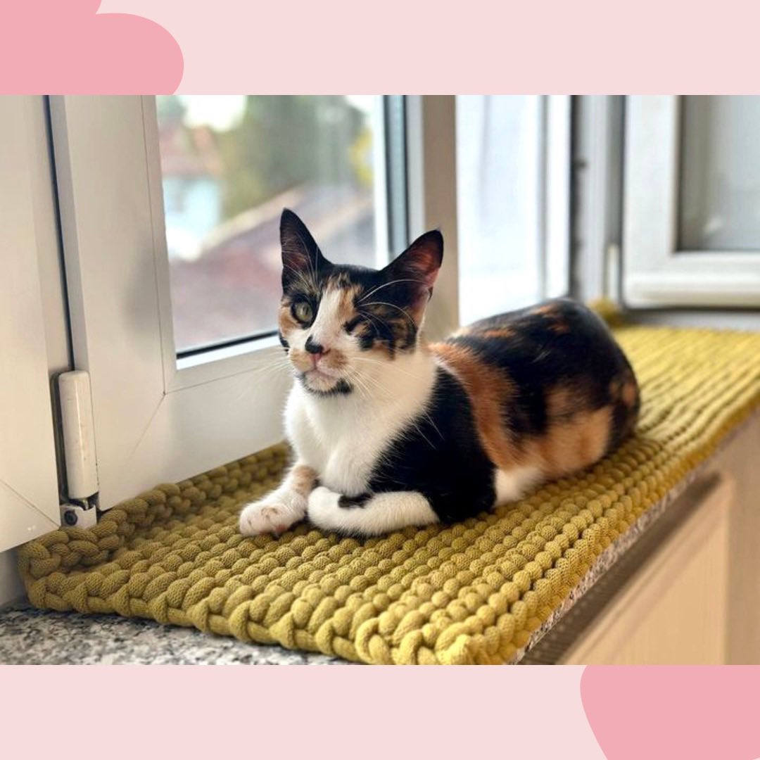 Katzerlei's tweet photo. Ein schönes Wochenende euch allen ♥️😊

Die süße Frieda macht es sich auf ihrer großen Fensterbankmatte bequem 💚

https://t.co/kIFB0Y7yq7

#katze #katzenauftwitter #cats https://t.co/L3LBqrI5Me