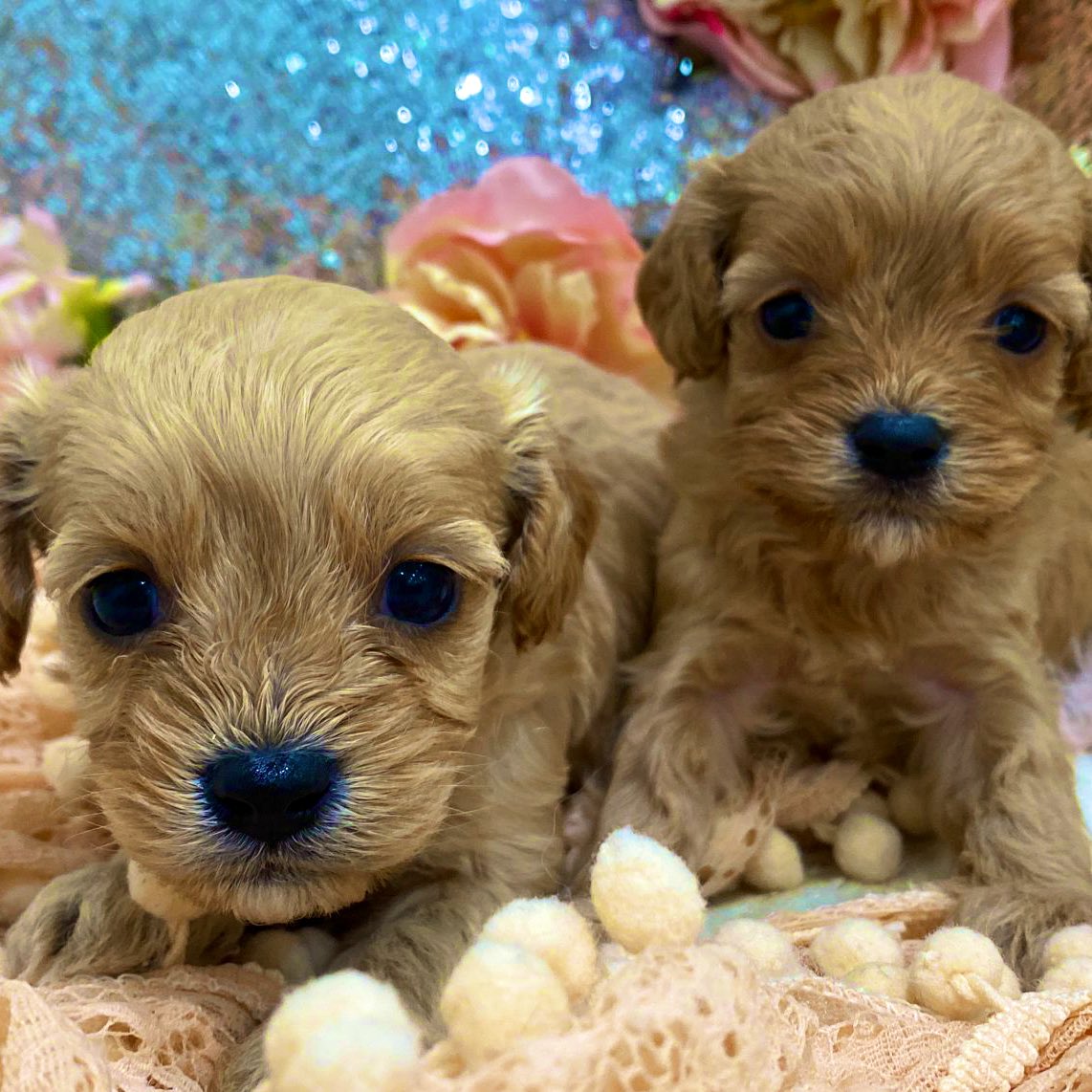 Great Ballard School tweet media