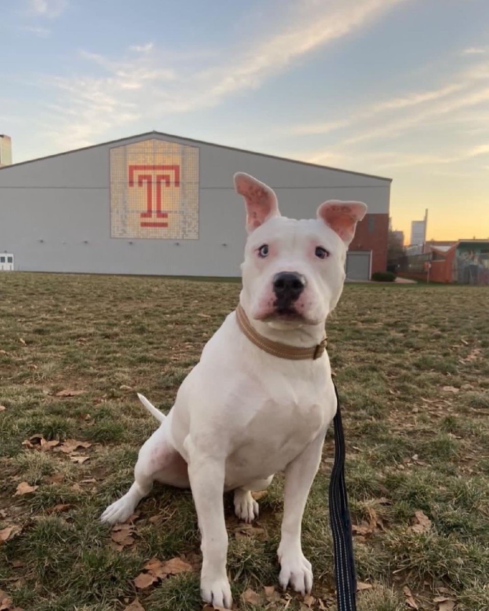 TempleRegistrar's tweet photo. Happy #NationalDogDay to all of our #DogsofTU!! 🐶🦉🍒
#templeuniversity #dogs https://t.co/xhtw6KYBRq