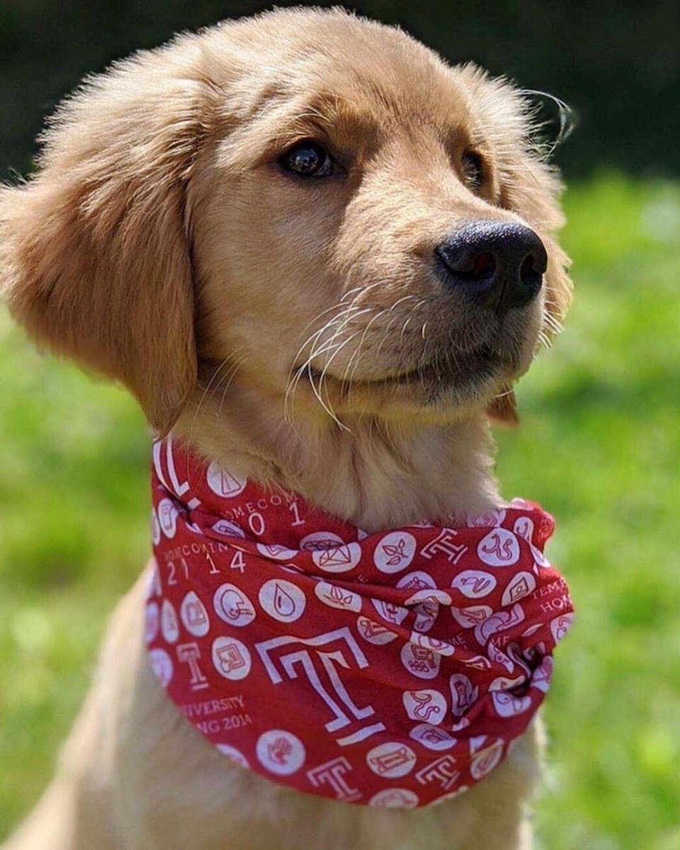 TempleRegistrar's tweet photo. Happy #NationalDogDay to all of our #DogsofTU!! 🐶🦉🍒
#templeuniversity #dogs https://t.co/xhtw6KYBRq