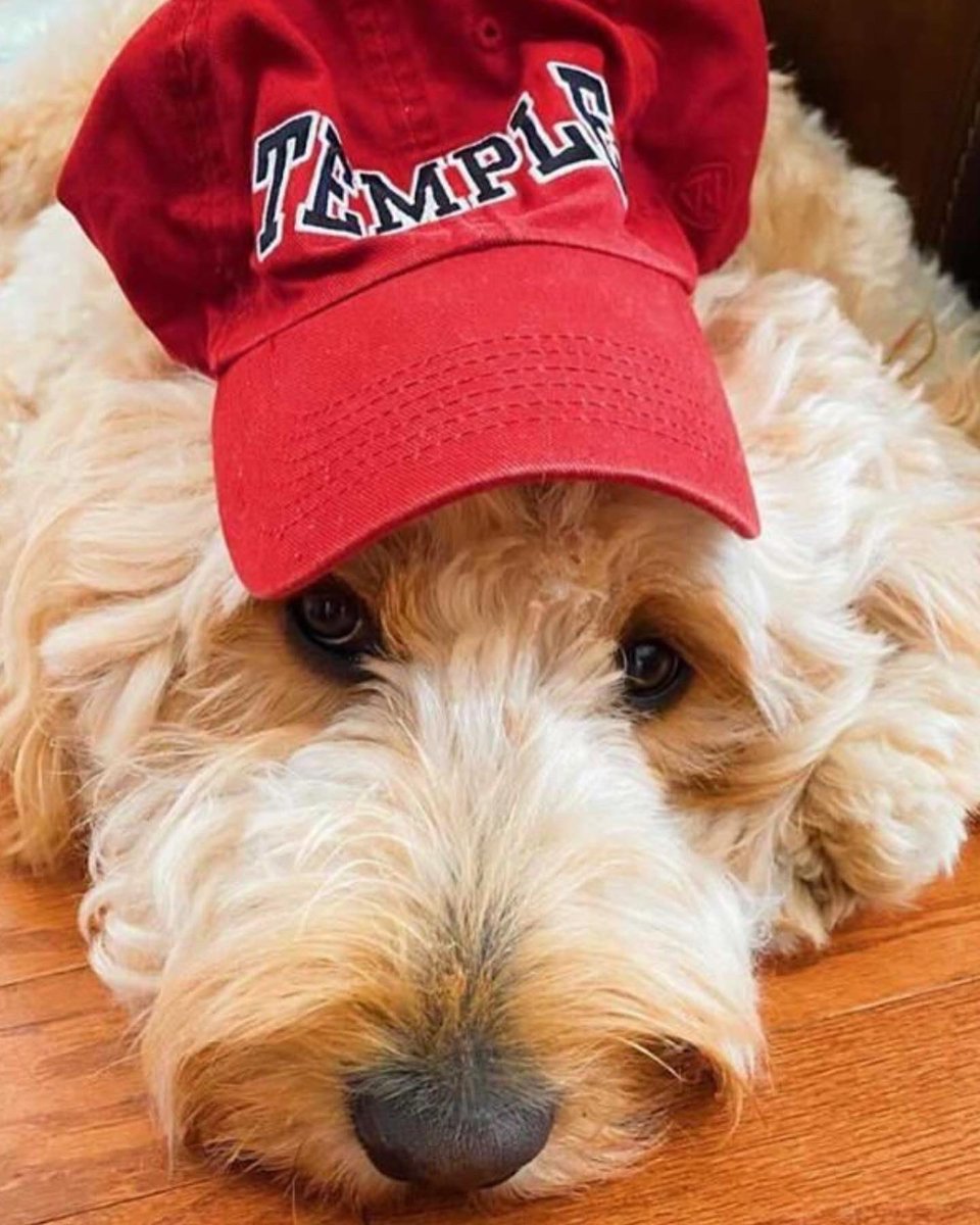 TempleRegistrar's tweet photo. Happy #NationalDogDay to all of our #DogsofTU!! 🐶🦉🍒
#templeuniversity #dogs https://t.co/xhtw6KYBRq