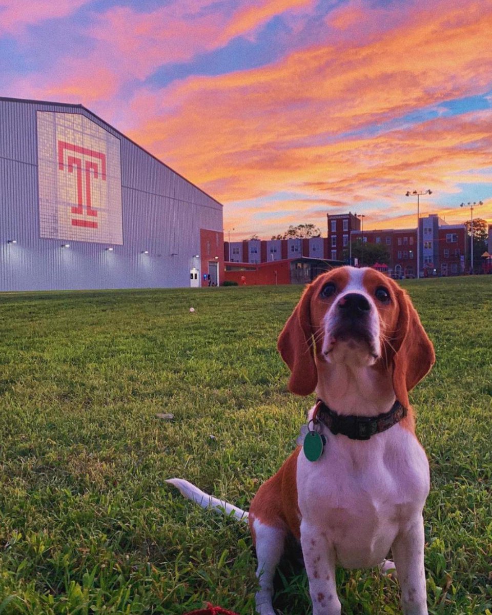 TempleRegistrar's tweet photo. Happy #NationalDogDay to all of our #DogsofTU!! 🐶🦉🍒
#templeuniversity #dogs https://t.co/xhtw6KYBRq