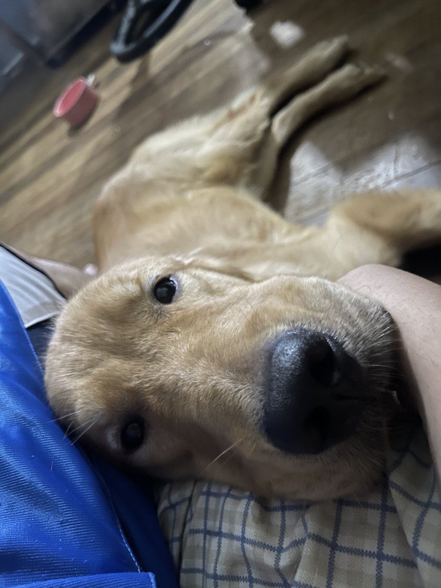 ImLoisBro's tweet photo. To the sweetest (but teluk-est) doggo everrr! Happy International doggo day to you! Here's a collection of you beng clingy... or just plain sleepy 😴🥲 https://t.co/kWJ5MBt0Ma