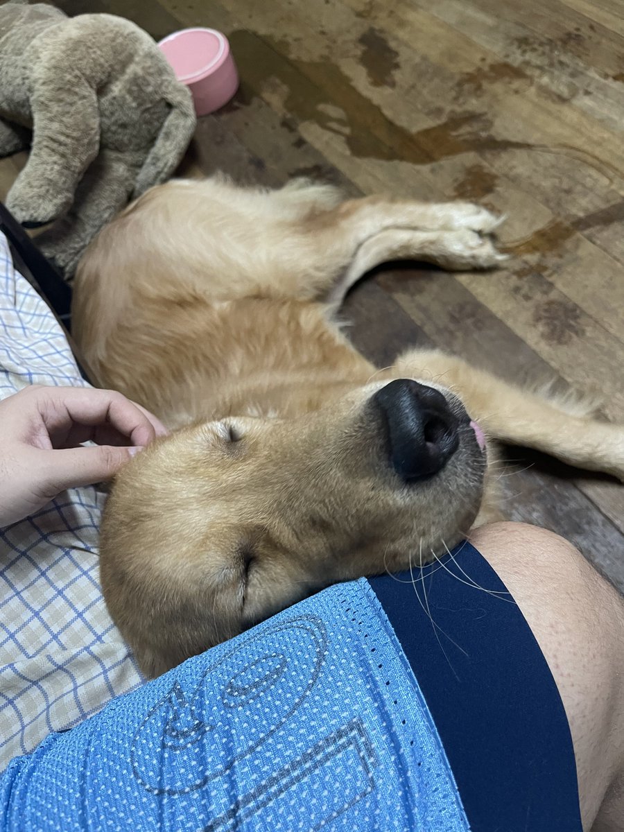 ImLoisBro's tweet photo. To the sweetest (but teluk-est) doggo everrr! Happy International doggo day to you! Here's a collection of you beng clingy... or just plain sleepy 😴🥲 https://t.co/kWJ5MBt0Ma