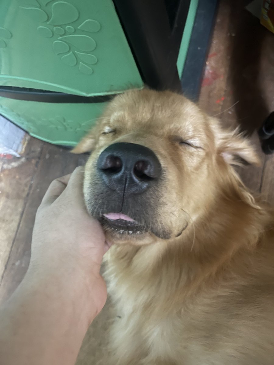 ImLoisBro's tweet photo. To the sweetest (but teluk-est) doggo everrr! Happy International doggo day to you! Here's a collection of you beng clingy... or just plain sleepy 😴🥲 https://t.co/kWJ5MBt0Ma