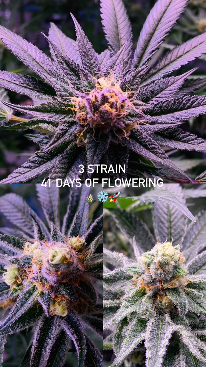 JuanMarrry's tweet photo. เตรียมตัวตัวปอดไว้เลยครับซีนี้ เดือดแน่นวลล🚀⛰️
#homegrowthailand #homegrow #highonthehill #ganja #เชียงใหม่ #หาดใหญ่ #สงขลา #หลีเป๊ะ #cannabisthailand https://t.co/w6EyBmYWQx