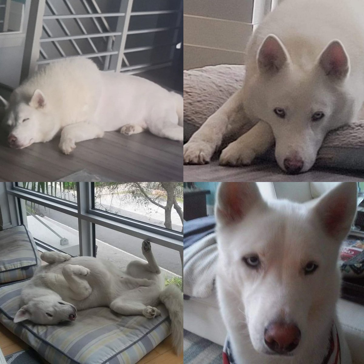 JeffMartinMedia's tweet photo. Happy #nationaldogday from Kiko the #husky #huskylove #huskysofinstagram #dogdays #dogdaysofsummer #adoptdontshop https://t.co/FP8Hqd23QY
