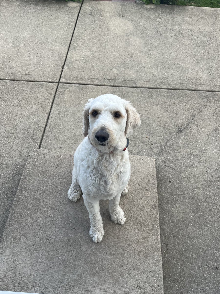 tomboz29's tweet photo. Happy Dog Day https://t.co/YLRx0BNJz4