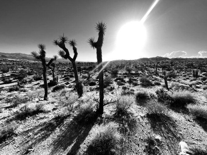 Dozens of trips to Joshua Tree &amp; not one is ever a retreat. It feels more like hugging a cactus. A gut<a href="/tag/gen48"class="tags"><span>#gen48</span></a>