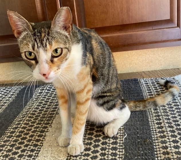 Disaster_Zones's tweet photo. ‼️Missing:
Missing Cat💝 Somewhere around Lahui and Noholani. She is fixed, chipped, very loved &amp; needs her medicine. Please share to help find her, T.Y.🤞
#MauiFires #CatsOfTwitter https://t.co/aYNPeFmYF2
