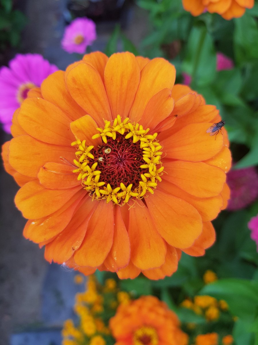 MarkettaVainio's tweet photo. Päivän ihanimmat värit omasta puutarhasta. Tsinnia eli Oppineiden kukka. Kukkii viikkotolkulla pakkasiin asti
#zinnia #tsinnia #omastapuutarhasta https://t.co/HNUOZSR0Wq