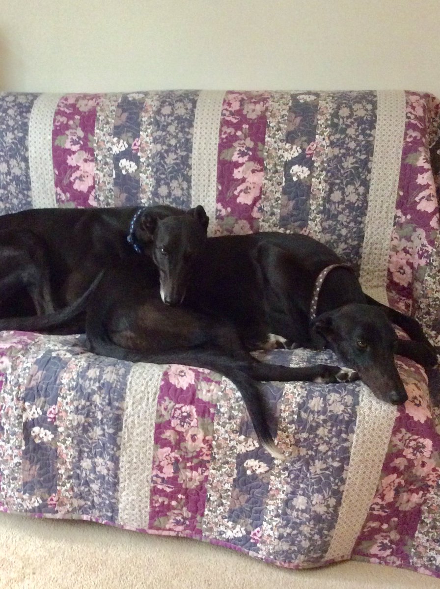 #internationaldogday