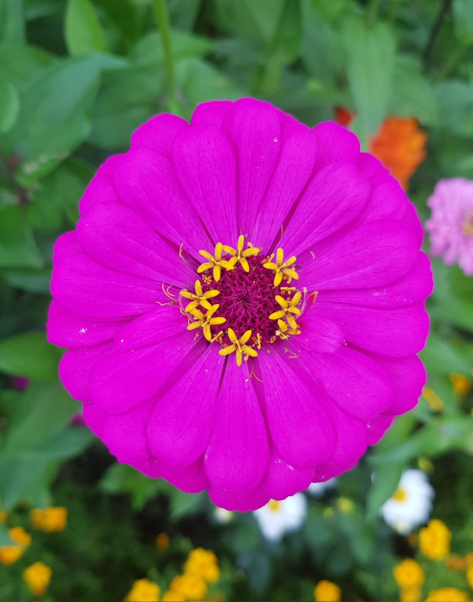MarkettaVainio's tweet photo. Päivän ihanimmat värit omasta puutarhasta. Tsinnia eli Oppineiden kukka. Kukkii viikkotolkulla pakkasiin asti
#zinnia #tsinnia #omastapuutarhasta https://t.co/HNUOZSR0Wq