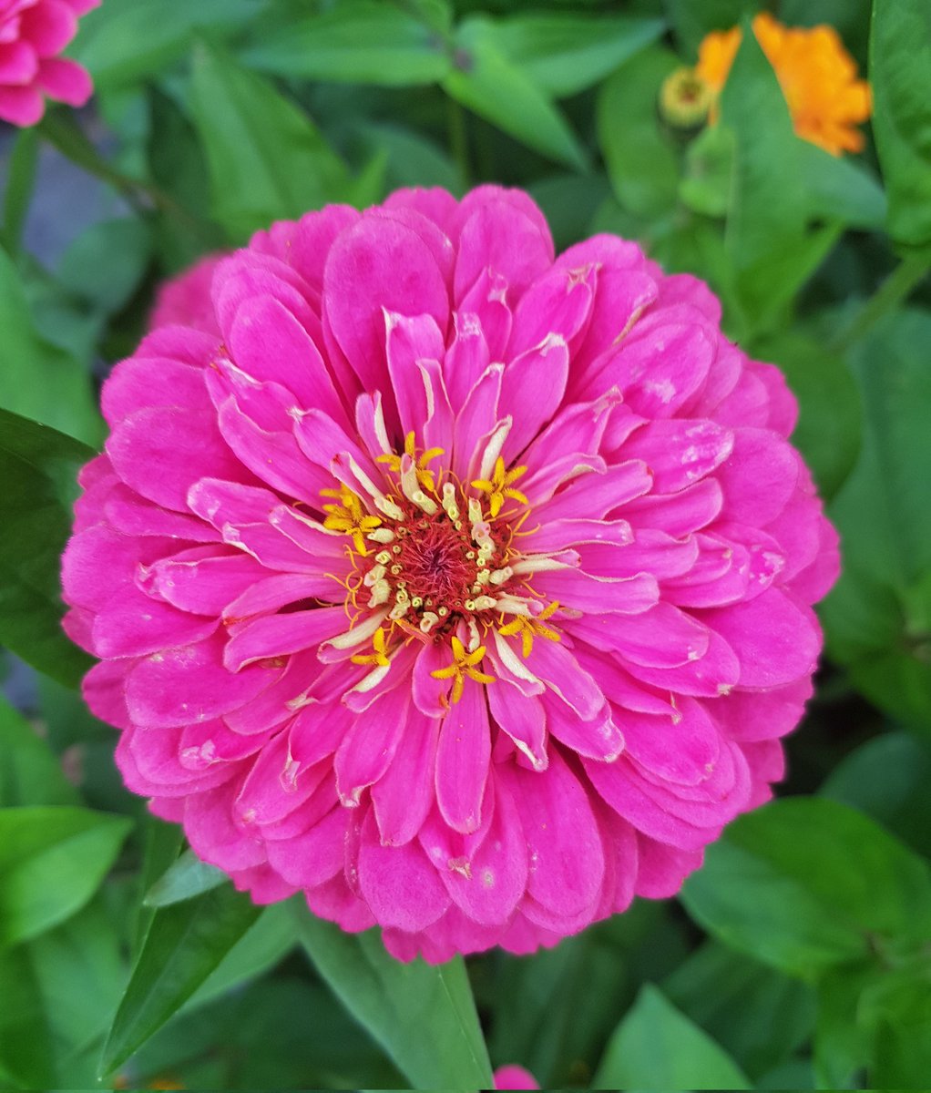 MarkettaVainio's tweet photo. Päivän ihanimmat värit omasta puutarhasta. Tsinnia eli Oppineiden kukka. Kukkii viikkotolkulla pakkasiin asti
#zinnia #tsinnia #omastapuutarhasta https://t.co/HNUOZSR0Wq