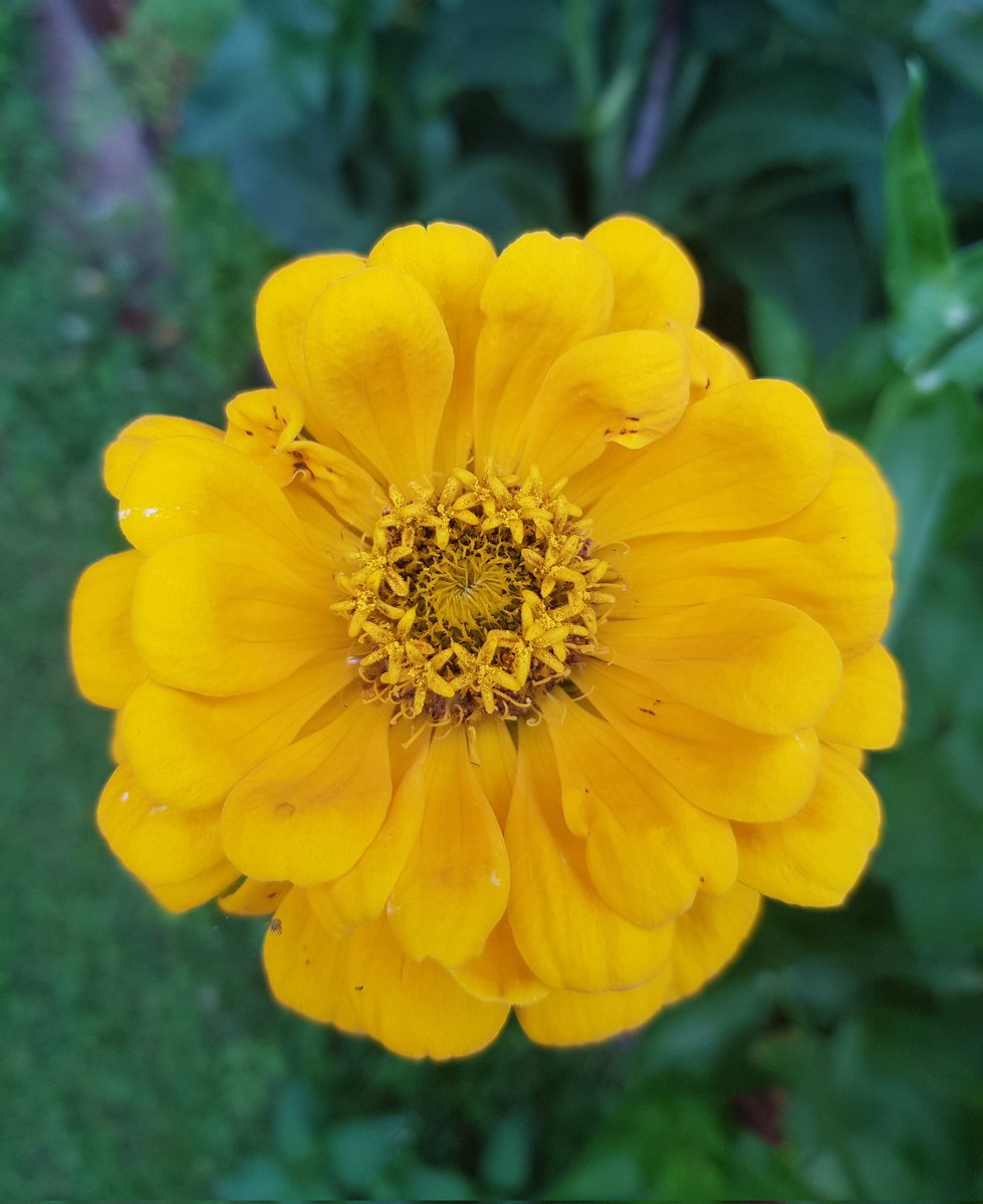 MarkettaVainio's tweet photo. Päivän ihanimmat värit omasta puutarhasta. Tsinnia eli Oppineiden kukka. Kukkii viikkotolkulla pakkasiin asti
#zinnia #tsinnia #omastapuutarhasta https://t.co/HNUOZSR0Wq