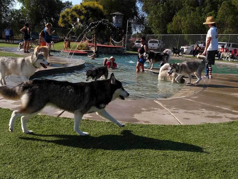 ExploreMurrieta's tweet photo. Who let the dogs out?! 🐕 Make a splash this #NationalDogDay by visiting Country Kennel’s Dawg Waterpark. 💦The waterpark is available for boarding guests as well as private and public use during certain hours.

Click the link for more information. 
https://t.co/I5707RbwiH https://t.co/9NVhUGjVf2