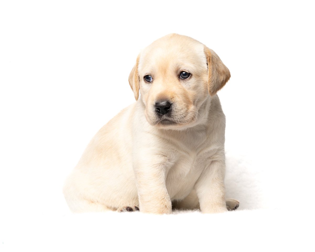 This 4-week old pup will one day partner a deaf person. Amazing <a href="/HearingDogs/">Hearing Dogs for Deaf People</a> <a href="/VolTeamHDogs/">Volunteering H-Dogs</a> #teamzoey