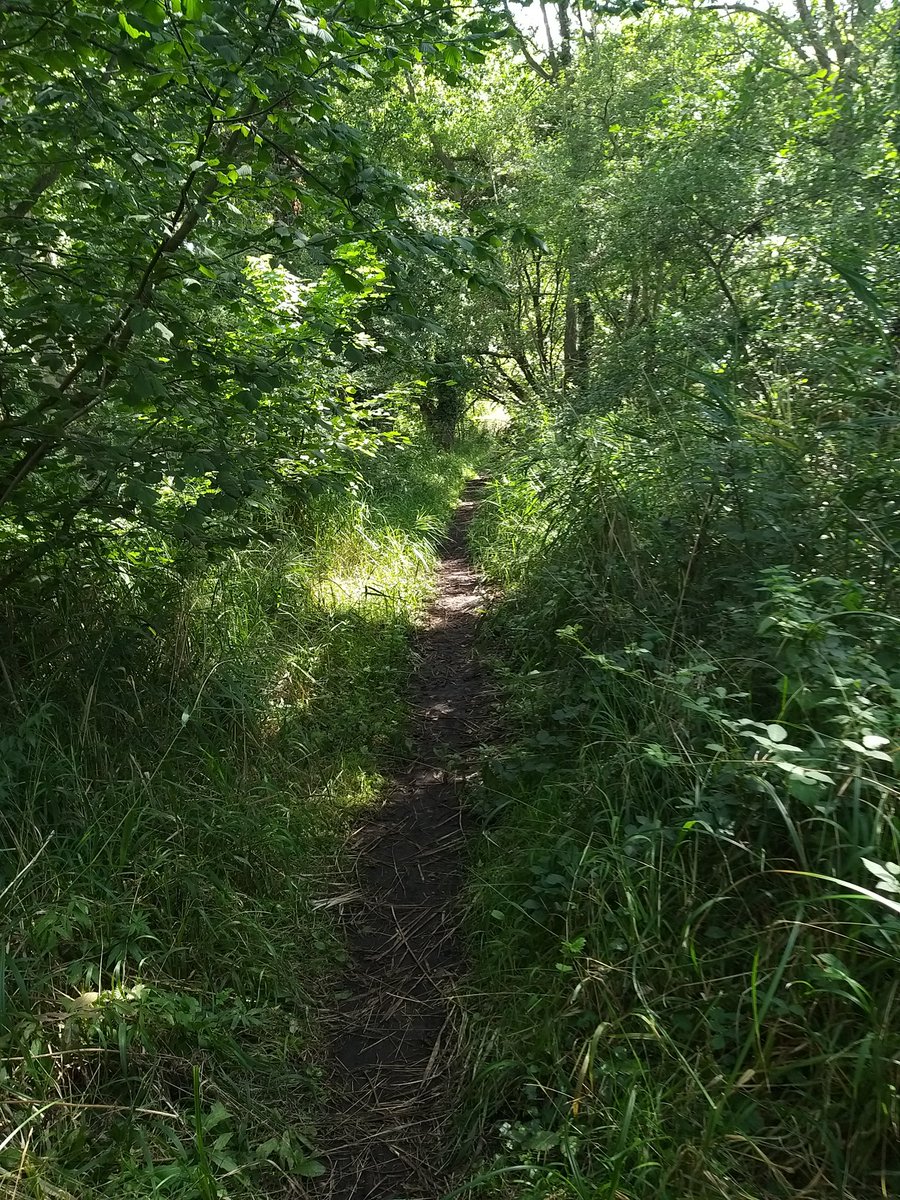 jfmwym's tweet photo. Enjoyed our walk around the beautiful Roydon Fen, near Diss today . https://t.co/K7maD72nOO
