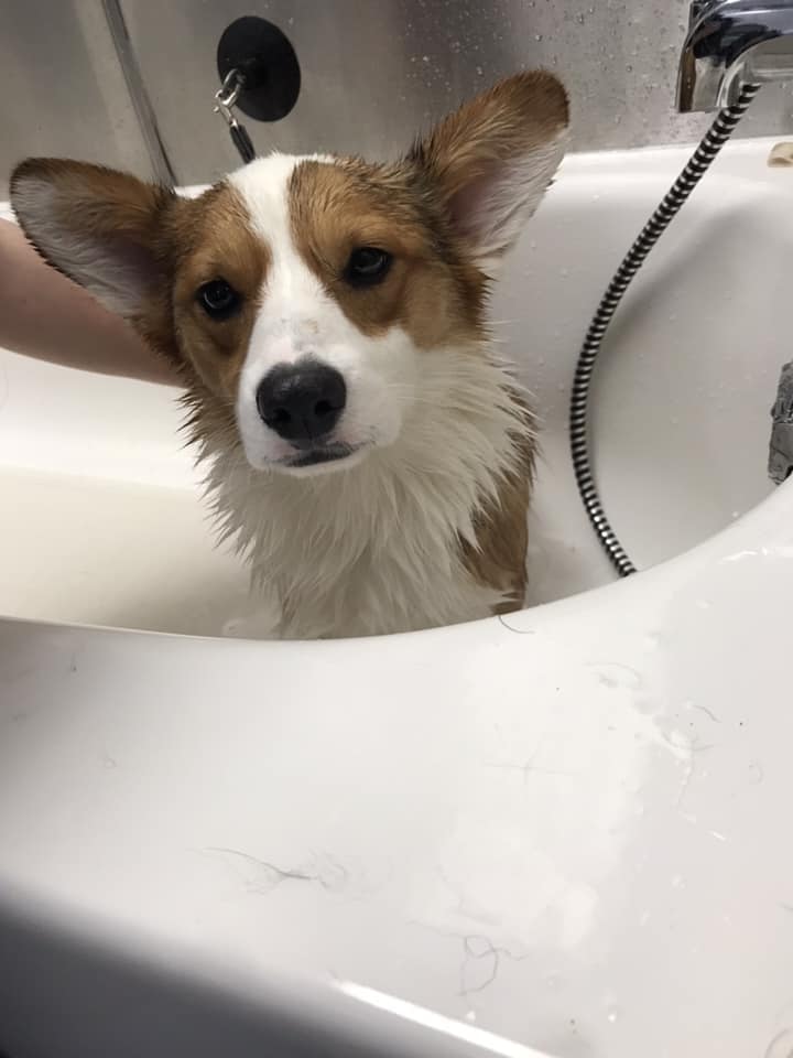 SLC_Alumni's tweet photo. Happy National Dog Day! This photo was taken at the Scruffy Dog Salon at SLC. #nationaldogday Shout out to our Vet Assistant, Vet Tech grads, students, and all our dog-loving grads. Tag us in your photos. https://t.co/EK46wla4yp