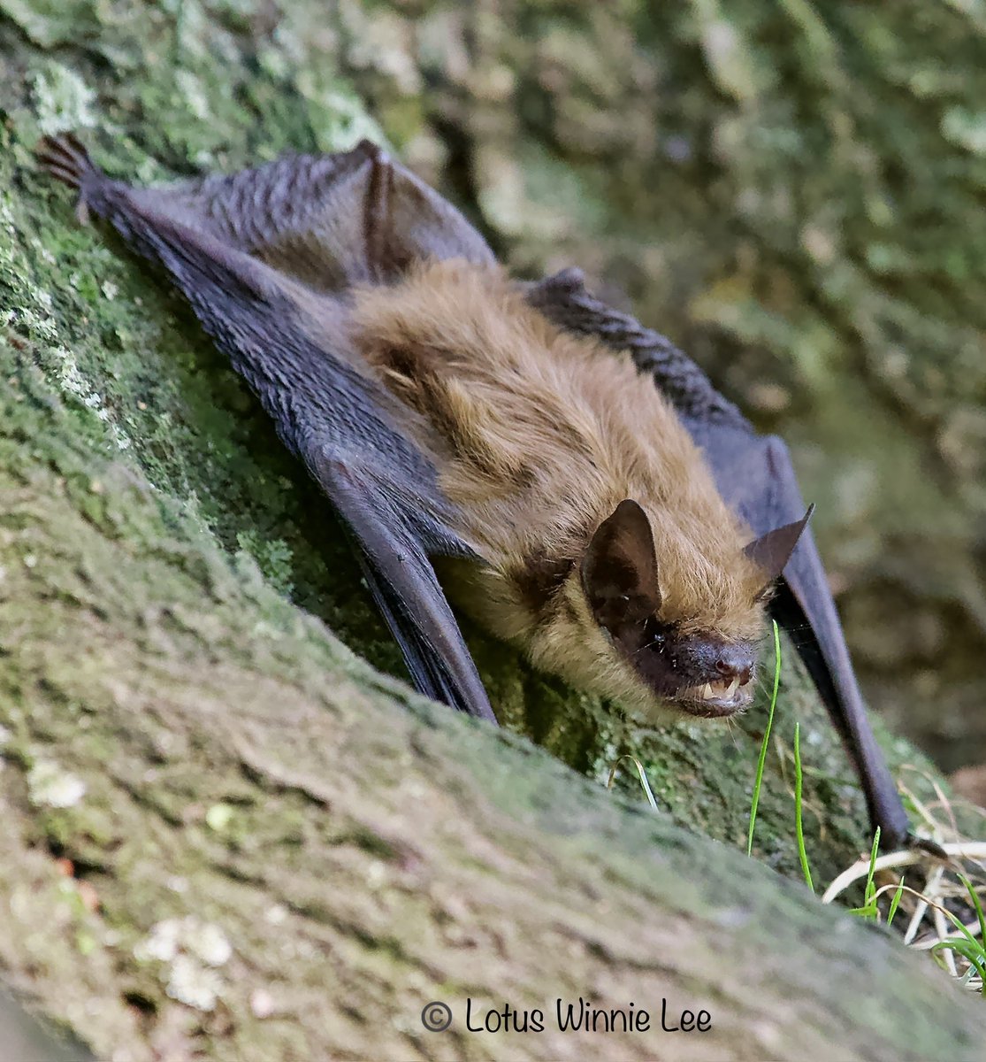 lotuswinnielee's tweet photo. Another picture of the cute little Eastern Red Bat by The Pool @CentralParkNYC the past Sunday. 🦇🤎🦇 #easternredbat #bat #wildlife https://t.co/cKzxUTc8be